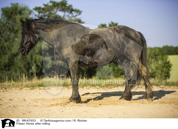 Friese nach dem Wlzen / Frisian Horse after rolling / RR-67653