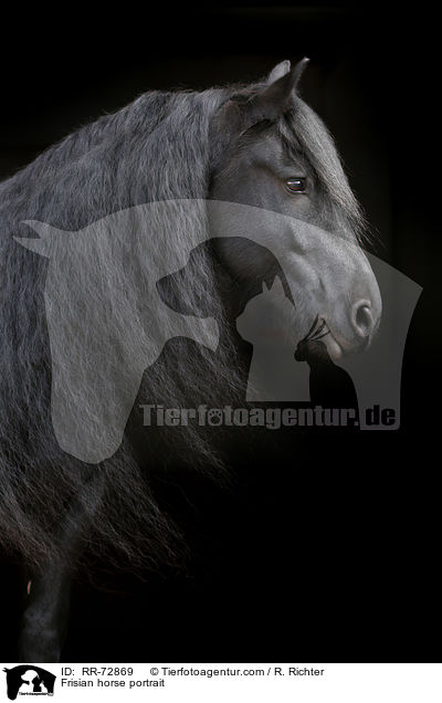 Friese Portrait / Frisian horse portrait / RR-72869
