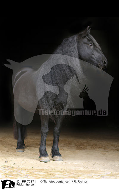Friese / Frisian horse / RR-72871