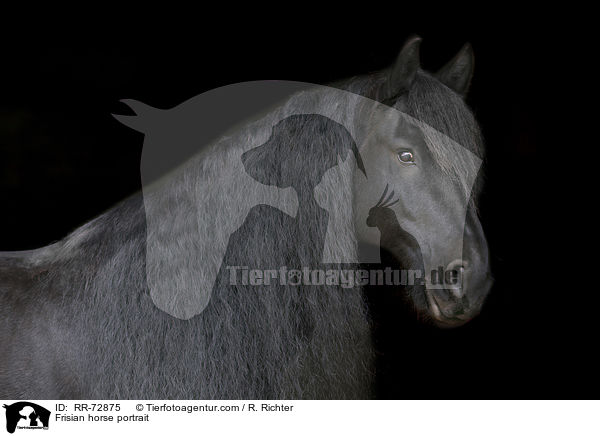 Friese Portrait / Frisian horse portrait / RR-72875