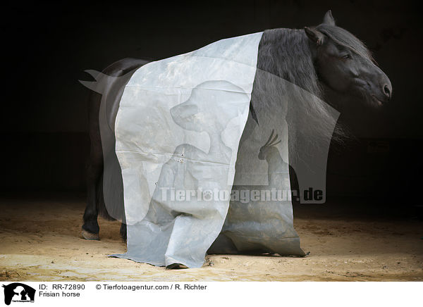 Friese mit Plane / Frisian horse / RR-72890