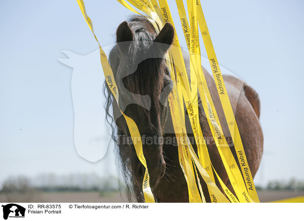 Friese Portrait / Frisian Portrait / RR-83575
