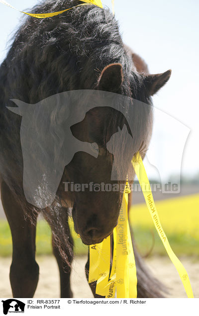 Friese Portrait / Frisian Portrait / RR-83577