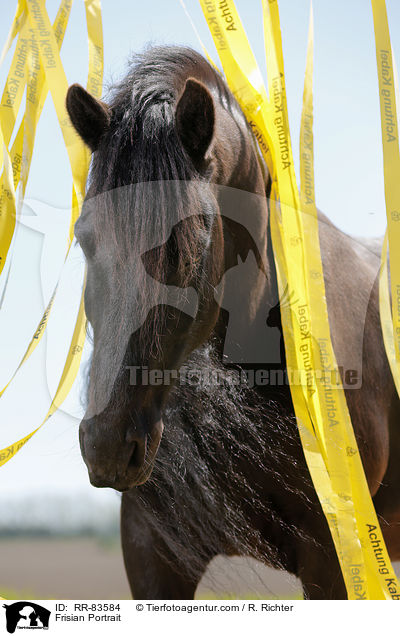 Friese Portrait / Frisian Portrait / RR-83584