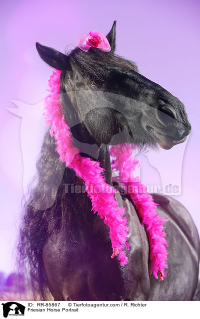 Friese Portrait / Friesian Horse Portrait / RR-85867