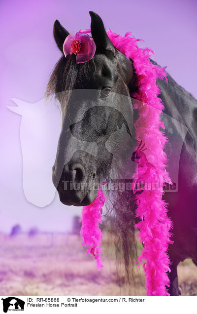 Friese Portrait / Friesian Horse Portrait / RR-85868