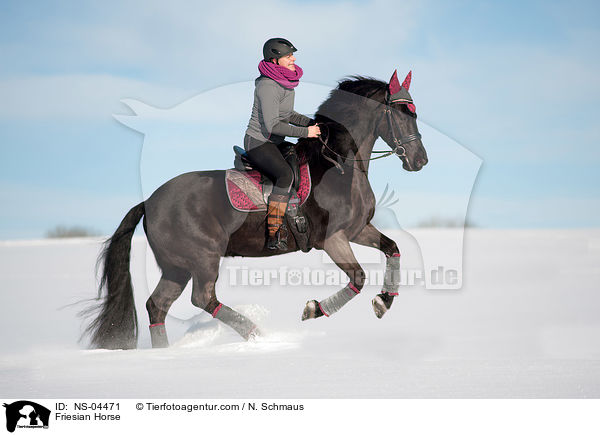 Friese / Friesian Horse / NS-04471