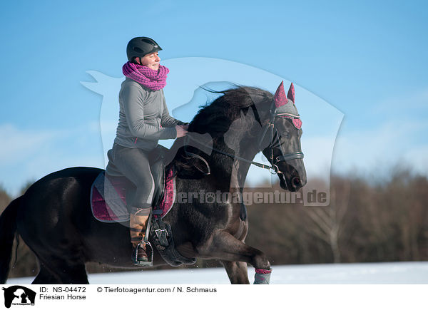 Friese / Friesian Horse / NS-04472