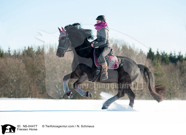 Friese / Friesian Horse / NS-04477