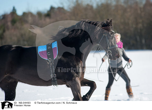Friese / Friesian Horse / NS-04493