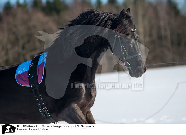 Friese Portrait / Friesian Horse Portrait / NS-04494