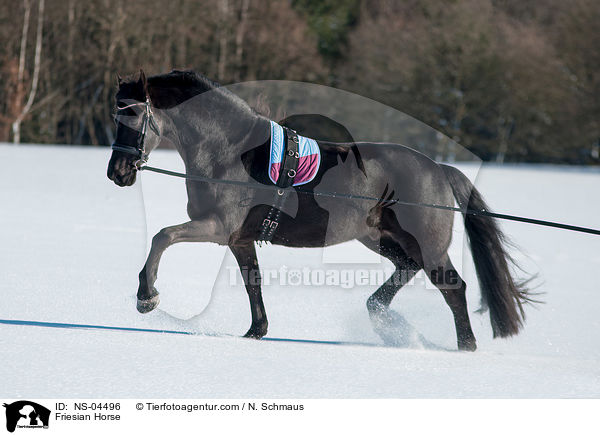 Friese / Friesian Horse / NS-04496