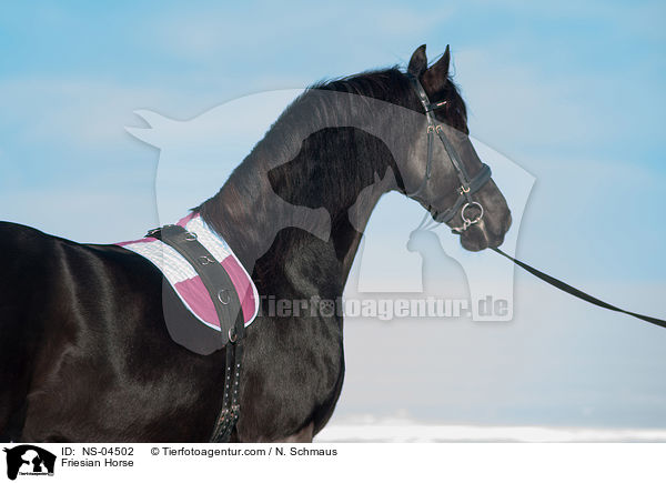 Friese / Friesian Horse / NS-04502