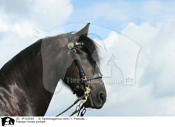 Friese Portrait / Friesian horse portrait / IP-03540