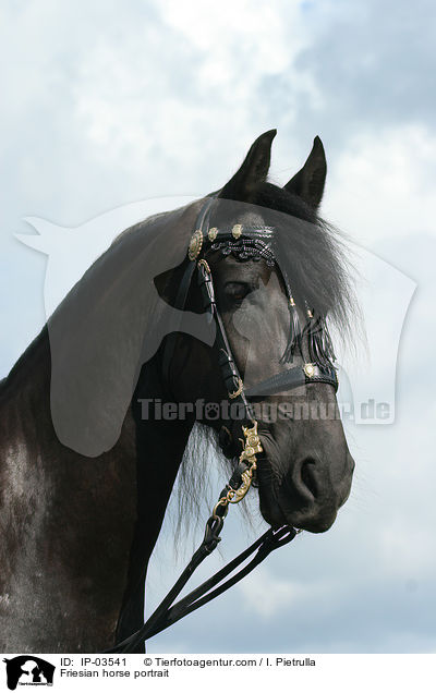 Friese Portrait / Friesian horse portrait / IP-03541
