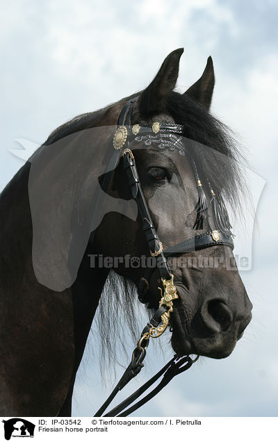 Friese Portrait / Friesian horse portrait / IP-03542