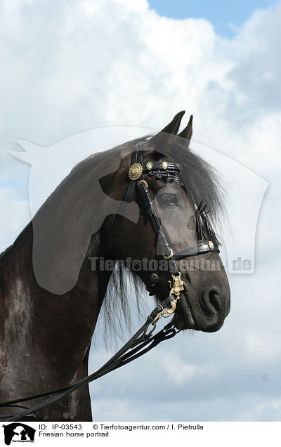 Friese Portrait / Friesian horse portrait / IP-03543
