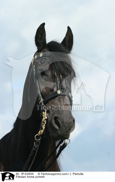 Friese Portrait / Friesian horse portrait / IP-03544