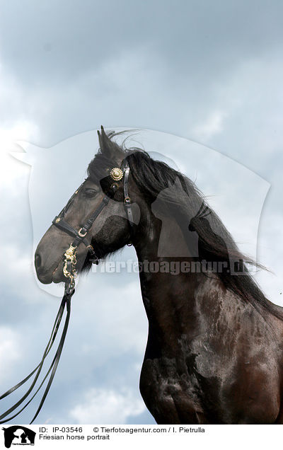 Friese Portrait / Friesian horse portrait / IP-03546