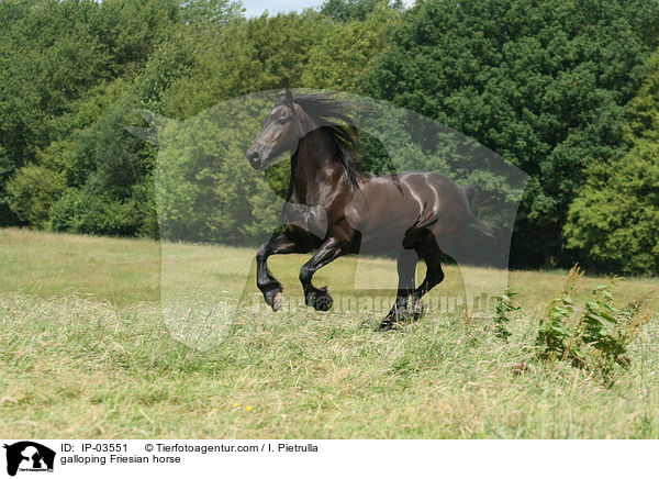 galoppierender Friese / galloping Friesian horse / IP-03551