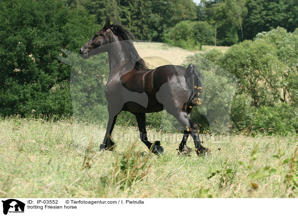 trabender Friese / trotting Friesian horse / IP-03552
