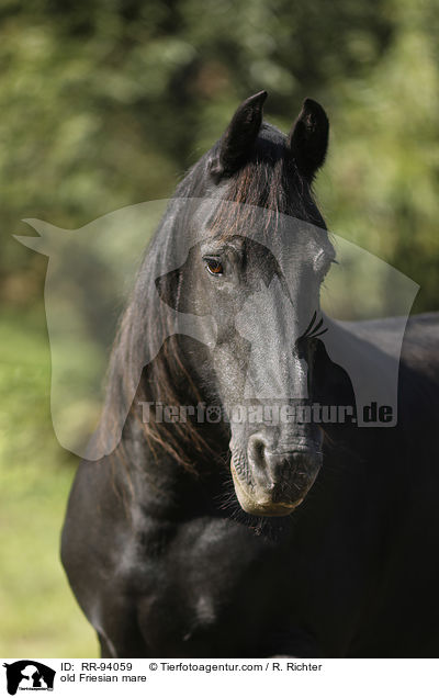 alte Friesenstute / old Friesian mare / RR-94059