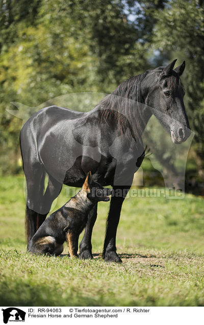 Friesian Horse and German Shepherd / RR-94063