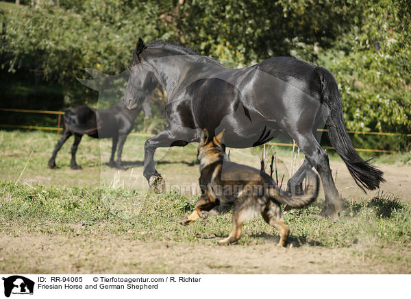 Friesian Horse and German Shepherd / RR-94065