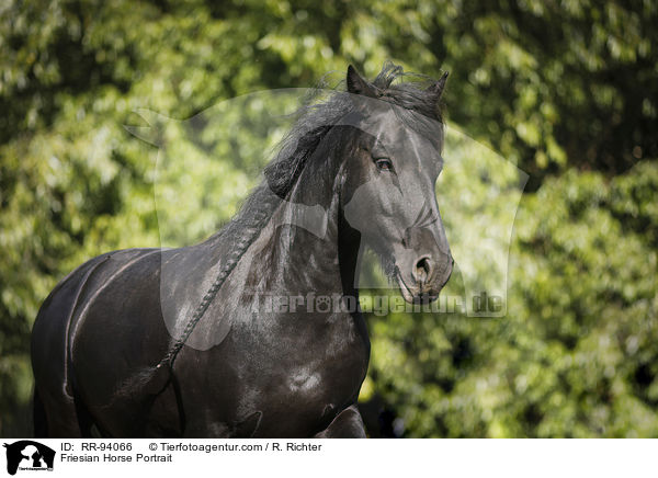 Friese Portrait / Friesian Horse Portrait / RR-94066