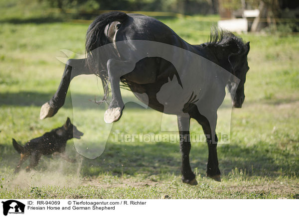 Friesian Horse and German Shepherd / RR-94069