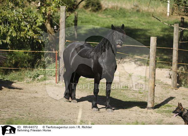 flehmender Friese / flehming Friesian Horse / RR-94072