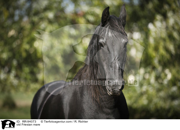 alte Friesenstute / old Friesian mare / RR-94073