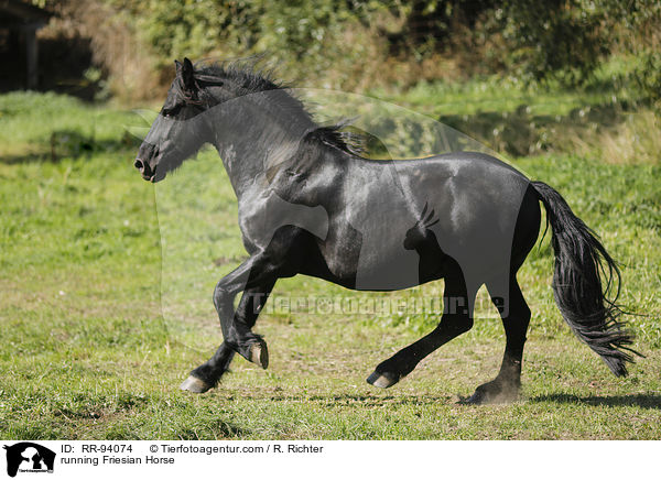 rennender Friese / running Friesian Horse / RR-94074