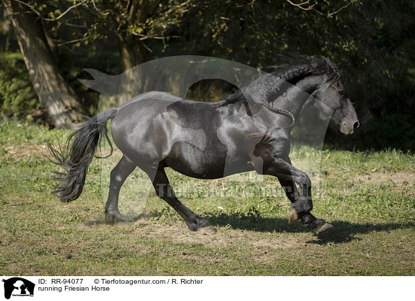 rennender Friese / running Friesian Horse / RR-94077