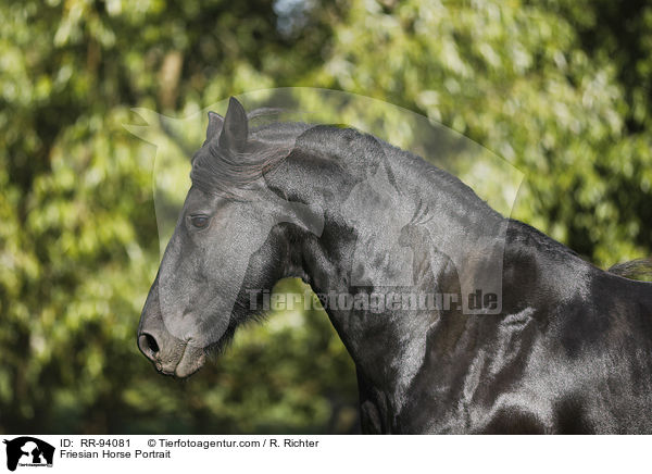 Friese Portrait / Friesian Horse Portrait / RR-94081