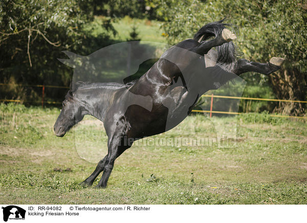 Friese keilt aus / kicking Friesian Horse / RR-94082