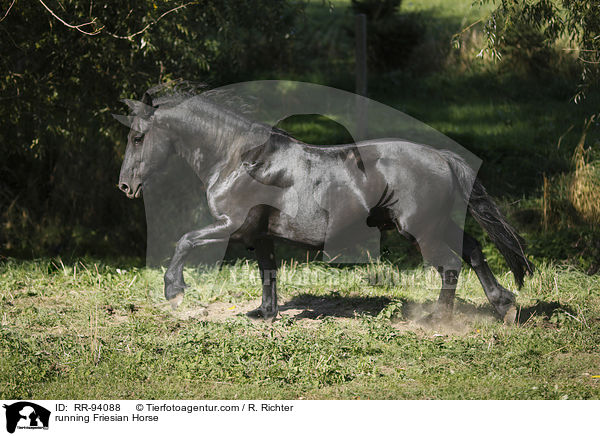 rennender Friese / running Friesian Horse / RR-94088