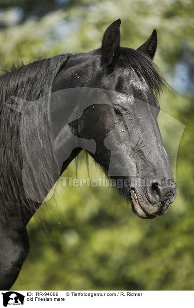 alte Friesenstute / old Friesian mare / RR-94099
