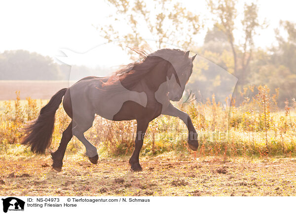 trabender Friese / trotting Friesian Horse / NS-04973