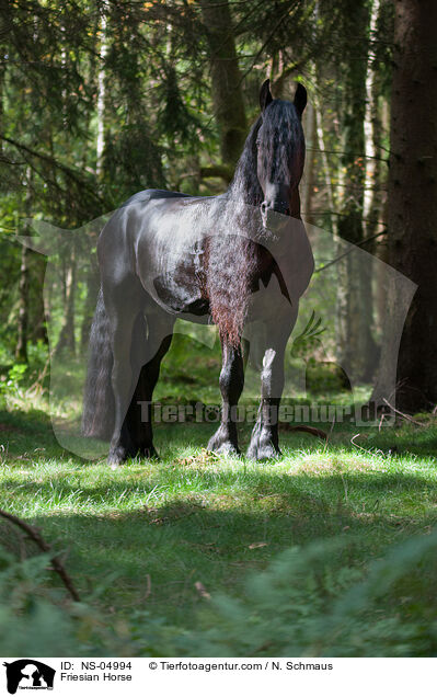 Friese / Friesian Horse / NS-04994