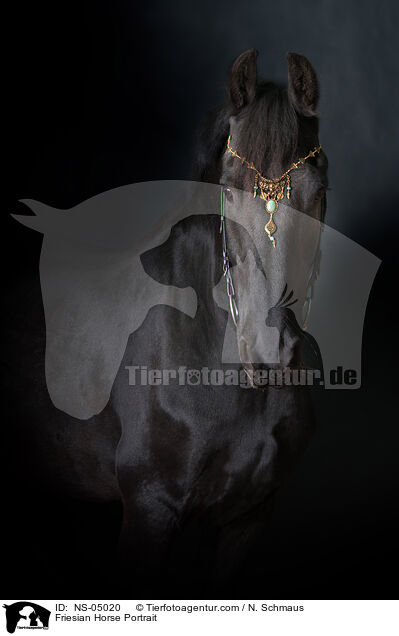 Friese Portrait / Friesian Horse Portrait / NS-05020