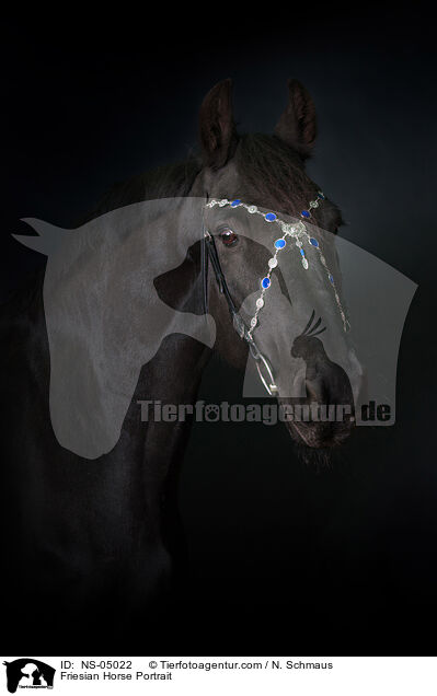 Friese Portrait / Friesian Horse Portrait / NS-05022