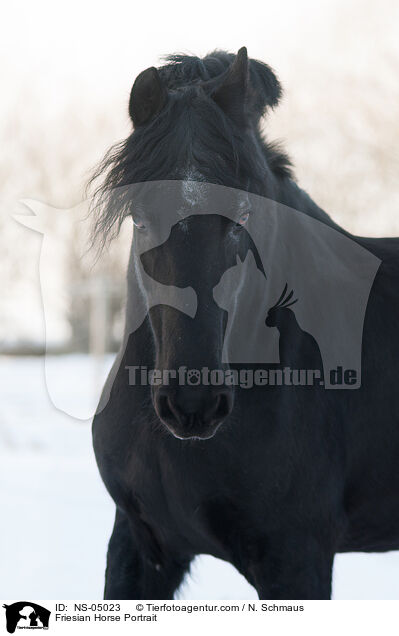 Friesian Horse Portrait / NS-05023