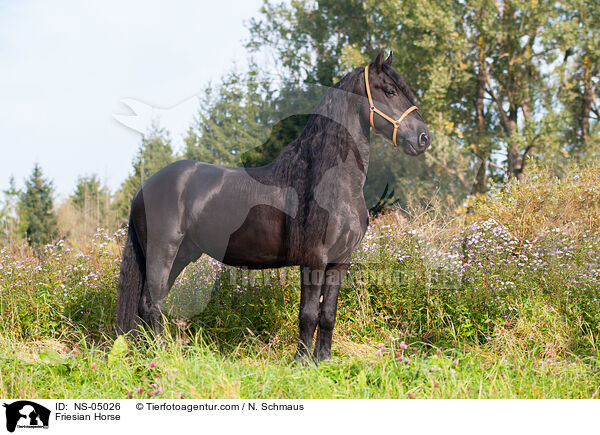 Friese / Friesian Horse / NS-05026