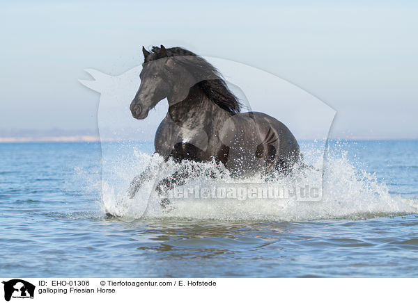 galloping Friesian Horse / EHO-01306
