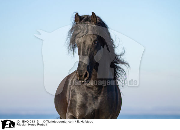 Friesian Horse Portrait / EHO-01315