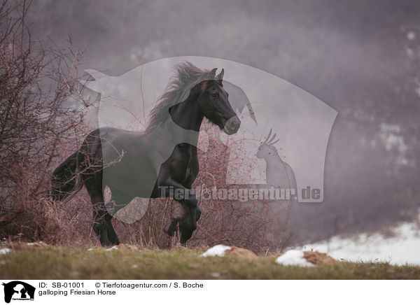 galopierender Friese / galloping Friesian Horse / SB-01001