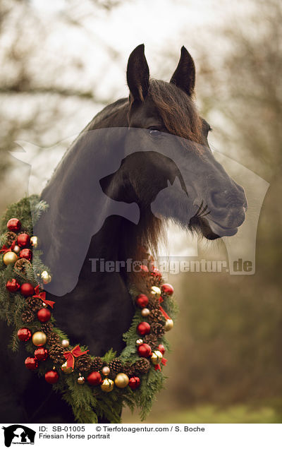 Friese Portrait / Friesian Horse portrait / SB-01005