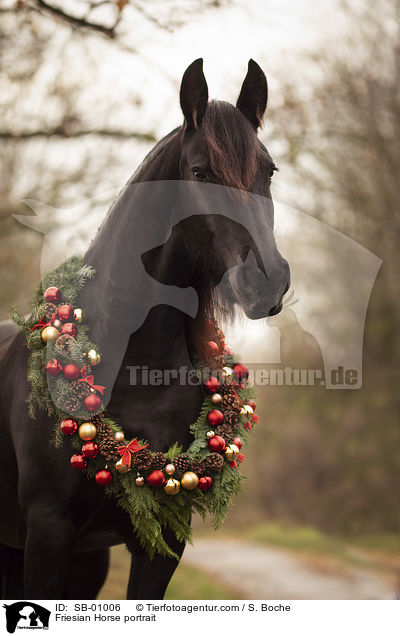 Friese Portrait / Friesian Horse portrait / SB-01006