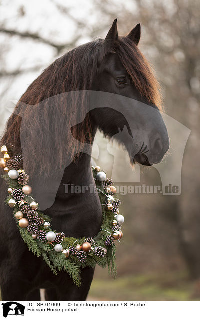 Friese Portrait / Friesian Horse portrait / SB-01009